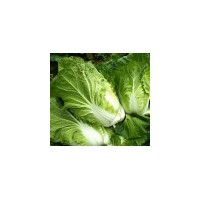 农家新鲜蔬菜白菜新鲜 大白菜 新鲜大白菜 农家自种 白菜5斤