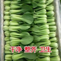 2021新鲜蔬菜上海青小油菜农家自种蔬菜类小青菜绿叶菜小白菜 店长5斤+泡沫箱