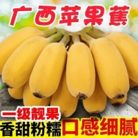 广西香蕉 新鲜小米蕉自然熟当季水果小香芭蕉苹果蕉 2500g