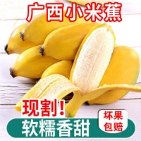 广西香蕉新鲜小米蕉水果小香芭蕉苹果蕉9斤自然熟当季整箱10 9斤