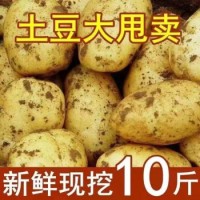 云南新鲜黄皮黄心土豆马铃薯现挖新鲜蔬菜2022新货 带箱9-10斤大果