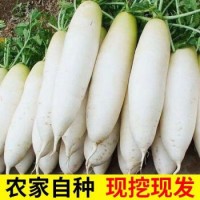 新鲜现挖 5斤 白萝卜新鲜蔬菜白萝卜批发农家自种萝卜