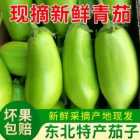 绿茄子新鲜正宗青茄子甜茄子无籽茄子可生吃蔬菜 5斤装 新鲜绿茄