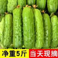 水果黄瓜新鲜现摘山东旱黄瓜蔬菜当季小青瓜东北5斤 3斤 精选装