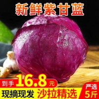 卫青沙窝 紫甘蓝包菜卷心菜叶菜类新鲜蔬菜沙拉 健康轻食 5斤装