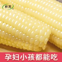 东北玉米糯玉米新鲜现摘黏粘糯玉米棒玉米粒穗真空装包白糯玉米生鲜蔬菜苞米 【有机玉米】白糯玉米（精选250g）*10