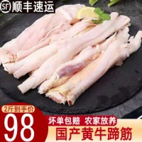 国产生牛蹄筋2斤黄牛蹄筋生牛筋新鲜冷冻火锅牛肉牛杂生鲜 1000g